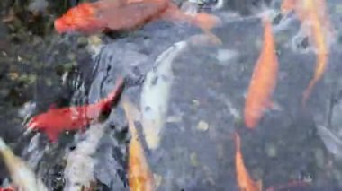 Koi sazan balığı. Gölette süs balığı yetiştiriyorum. Sığ sularda parlak renkli balıklar