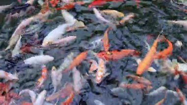 Koi Cyprinus carpio haematopterus. Havuzdaki parlak renkli balıklar. Balık yemi