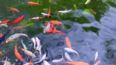 Havuzdaki parlak renkli balıklar. Koi sazan balığı. Gölette süs balığı yetiştiriyor.