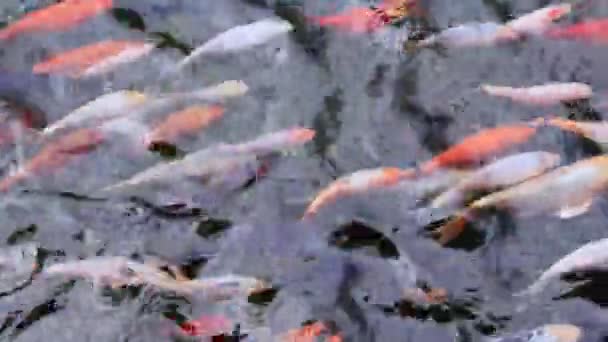 Fast Swimming Bright Fish Pond Koi — Stockvideo