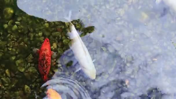 Koi Sazan Balığı Gölette Süs Balığı Yetiştiriyorum Sığ Sularda Parlak — Stok video