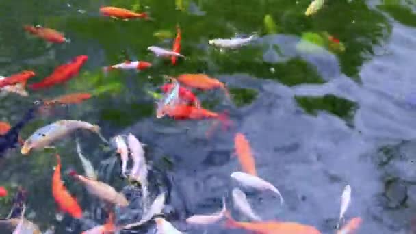 Bright Colorful Fish Pond Koi Carp Breeding Ornamental Fish Pond — Vídeos de Stock