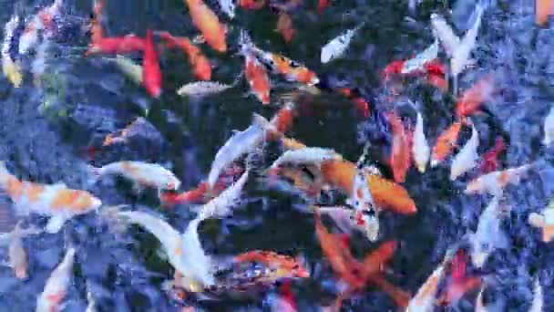 Koi Cyprinus Carpio Haematopterus Havuzdaki Parlak Renkli Balıklar Balık Yemi — Stok video
