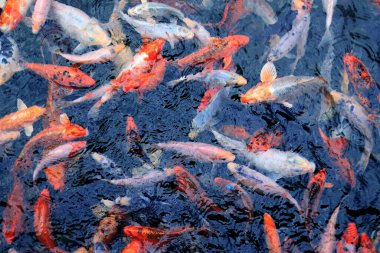 Koi sazan balığı. Gölette süs balığı yetiştiriyorum. Sığ sularda parlak renkli balıklar