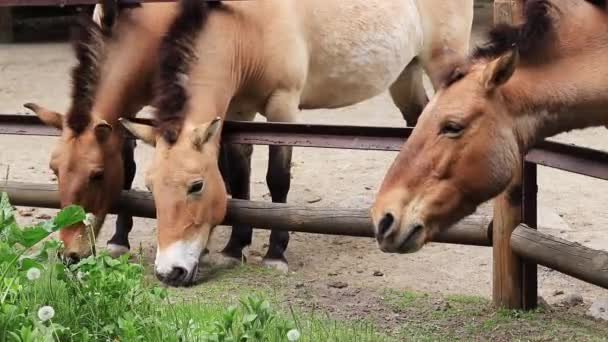 Horses Przewalski Horses Nibbling Grass Paddock Zoo Eco Park — Stockvideo