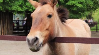 Przewalski 'nin atı. Namlu yakın plan. Hayvanat bahçesinde hayvan hayatı