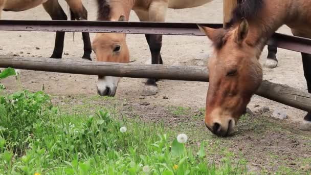 Horses Przewalski Horses Nibbling Grass Paddock Zoo — Stockvideo