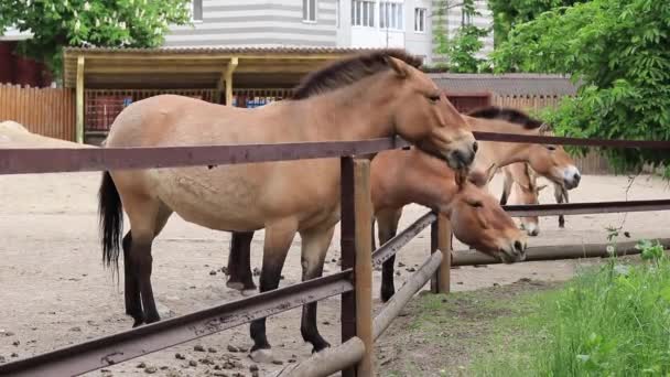 Horses Przewalski Horses Nibbling Grass Paddock Zoo — Stockvideo