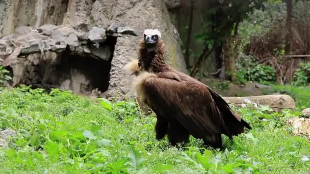 Aegypius Monachus Black Vulture Zoo Feeding Wild Bird Prey — Stock Video
