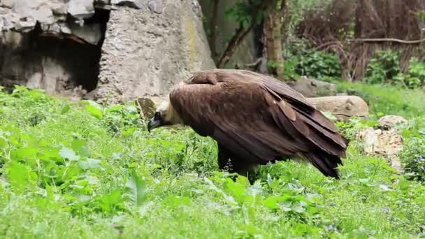 Aegypius Monachus Hayvanat Bahçesindeki Kara Akbaba Yırtıcı Bir Kuşu Beslemek — Stok video