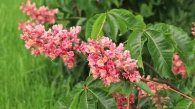 Aesculus carnea. Baharda açan kırmızı kestane, kapat