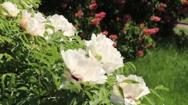 Paeonia kadın hakları savunucusu. Çiçek açan bir ağacın arka planında çiçek açan büyük, güzel beyaz çiçeklerle dolu bir şakayık çalısı. Parkların ve bahçelerin peyzajı