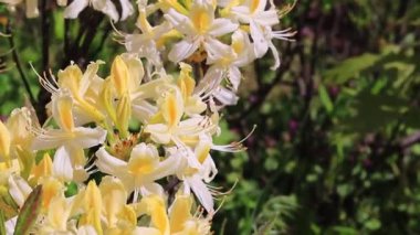 Yellow Rhododendron Flowers. Close up shot of beautiful flowers in the park