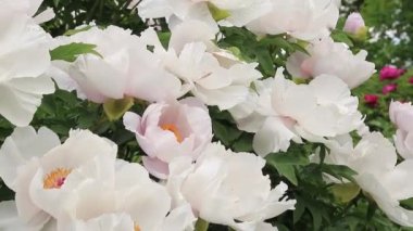 Paeonia kadın hakları savunucusu. Güzel, büyük, beyaz çiçekler açan çalılar.