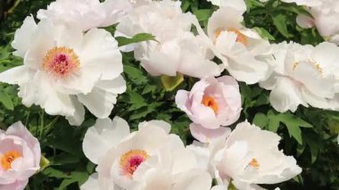 Paeonia kadın hakları savunucusu. Büyük, güzel beyaz çiçeklerle çiçek açan çalılar. Parkların ve bahçelerin peyzajı