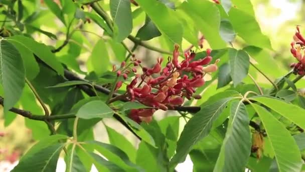 Aesculus Pavia Close Shot Beginning Flowering Red Chestnut Tree — стоковое видео