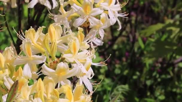 Žlutý Rododendron Flowers Zblízka Záběr Krásné Květiny Parku — Stock video