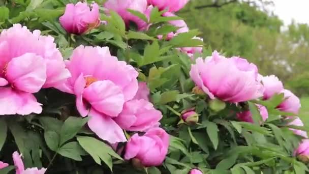 Пейонія Сукрутоза Кущ Півоній Квітучий Красивими Великими Рожевими Квітами Ландшафтний — стокове відео