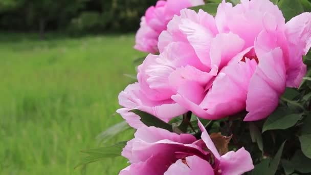 Pink Tree Peony Flowering Shrub Close — Stock videók