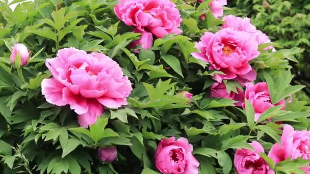 Paeonia Suffruticosa Shrub Peonies Blooming Beautiful Large Pink Flowers Landscaping — Stock videók