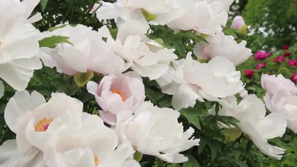 Shrub Peonies Blooming Beautiful Large White Flowers Landscaping Parks Gardens — Stock videók