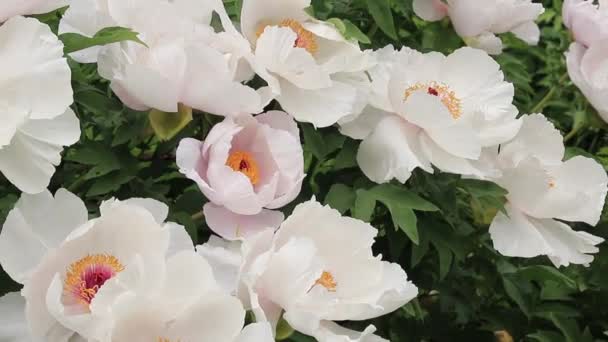 Paeonia Suffruticosa Shrub Blooming Beautiful Large White Flowers Landscaping Parks — Stock videók