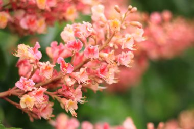 Aesculus carnea. Baharda açan kırmızı kestane, yakın çekim. Takvim kapakları, dergiler, kartlar ve afişler için çiçek arkaplanı