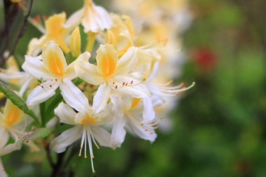 Yellow Rhododendron Flowers. Close up shot of beautiful flowers in the park
