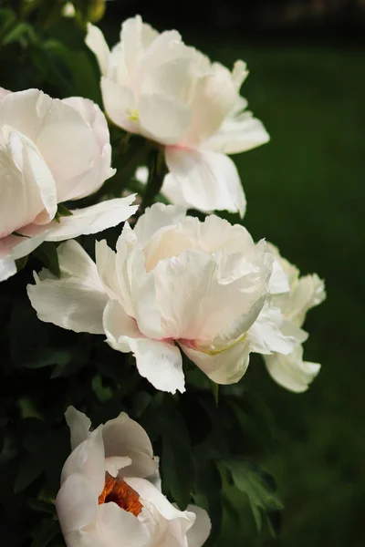 ツリー牡丹の白い花を閉じる 美しい装飾花を咲かせます — ストック写真