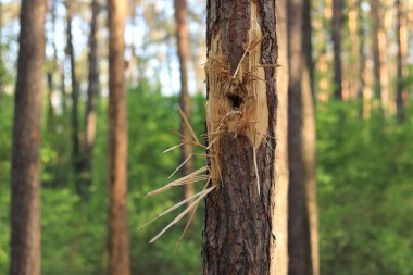 Kyiv, Ukrayna, Kyiv Oblastı - 05.17.2022: Rusya 'nın Ukrayna' yı işgalinin sonuçları, doğada izler, 2022 yılında bir çam ağacındaki kıymık deliklerinden