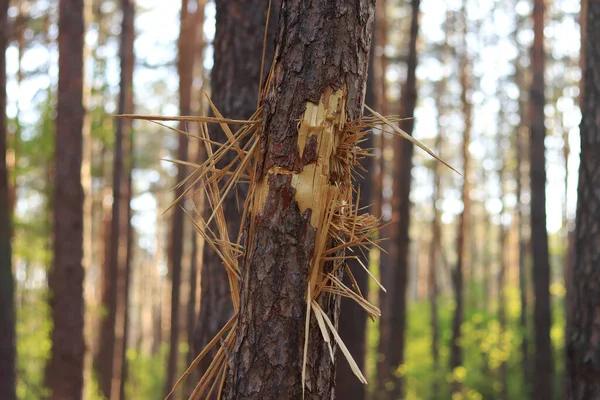 Kyiv, Ukrayna, Kyiv Oblastı - 05.17.2022: Rusya 'nın Ukrayna' yı işgalinin sonuçları, doğada izler, 2022 yılında bir çam ağacındaki kıymık deliklerinden