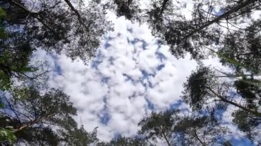 Ormandaki çimlerin seviyesinden gökyüzünün görüntüsü. Gökyüzünün video mesafesi, yavaşça aşağıya doğru. Ağaçların arka planında süzülen bulutlar. Dinlen, doğada rahatla.