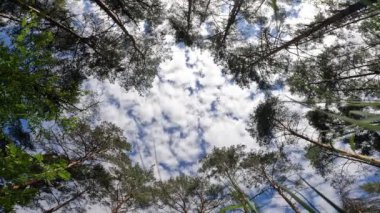 Ormandaki çimlerin seviyesinden gökyüzünün görüntüsü. Ağaçların arka planında süzülen bulutlar. Dinlen, doğada rahatla. Gökyüzüne bak.