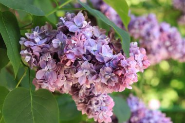 Leylak çiçeği, seçici odaklanma. Takvim, defter, pankart ya da dergi kapakları için fotoğraf. Doğal çiçek arkaplanı.