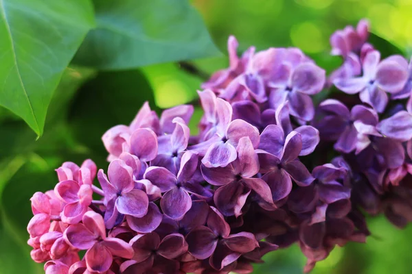 Spring Flowering Lilac Light Purple Clusters Flowers Selective Focus Spring — Stock Photo, Image