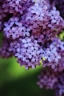 Leylak çiçeğinin parlak fotoğrafı, menekşe mavisi çiçekler