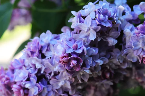 Foto Brillante Flor Lila Flores Violeta Azul Fondo Natural — Foto de Stock