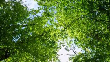 Ormanda yeşil yapraklar, üst manzara. Dinlen, doğada rahatla. Gökyüzüne bak.
