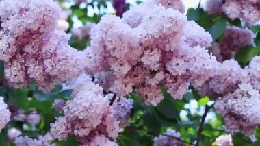 Botanik bahçesinde leylak çiçeği. Seçici odaklı açık pembe çiçek kümeleri. Yumuşak pembe çiçekler bulutu