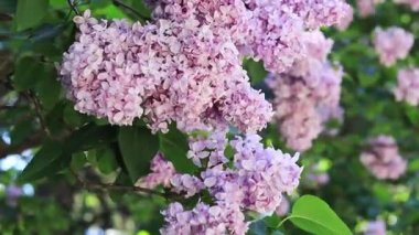 Botanik bahçesinde leylak çiçeği. Seçici odaklı açık pembe çiçek kümeleri. Yumuşak pembe çiçekler bulutu