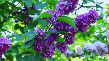 Botanik bahçesinde leylak çiçeği. Seçici odaklı parlak mor çiçek kümeleri