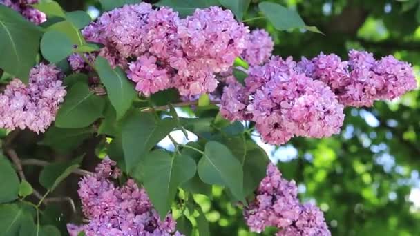 丁香在植物园盛开 艳丽的粉红色花朵 — 图库视频影像