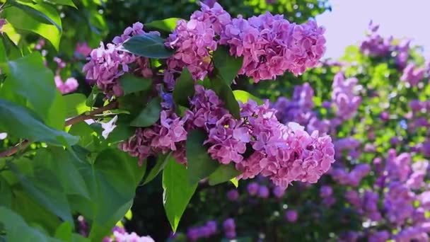 Kwiat Lilii Ogrodzie Botanicznym Jasnoróżowe Kwiaty — Wideo stockowe