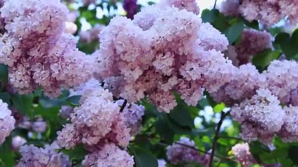 Lilás Floresce Jardim Botânico Aglomerados Flores Rosa Claro Com Foco — Vídeo de Stock
