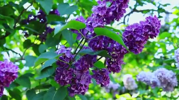 丁香在植物园盛开 选择焦点的明亮的紫色花簇 — 图库视频影像