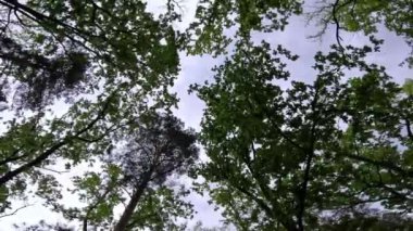 Bulutlu bir havada, aşağıdan yukarıya doğru orman manzarası. Ormanda düzgün kamera hareketleri.