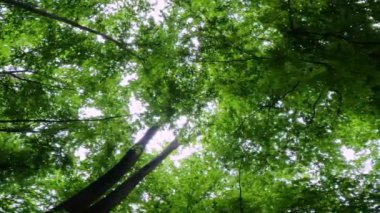 Yeşilliklerin arasında ormanda yürü. En iyi yeşillik manzarası. Gölgeli orman.