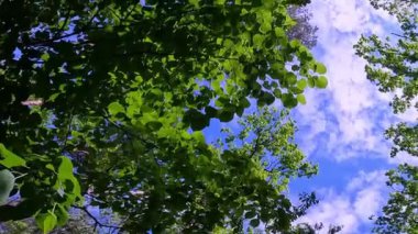 Ormanda ya da parkta yürümek. Ağaçların arasından gökyüzünün görüntüsü, düzgün kamera hareketi. Vahşi yaşam ve eğlence.