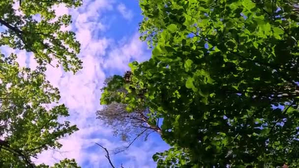 森や公園で自然の中を歩く — ストック動画