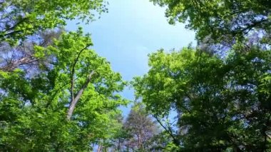 Ağaçların ve ormanın arasından mavi gökyüzünün görüntüsü. Doğada düzgün kamera hareketi